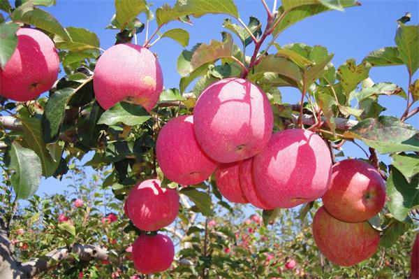“苹”分秋色！黄龙11万亩苹果喜获丰收