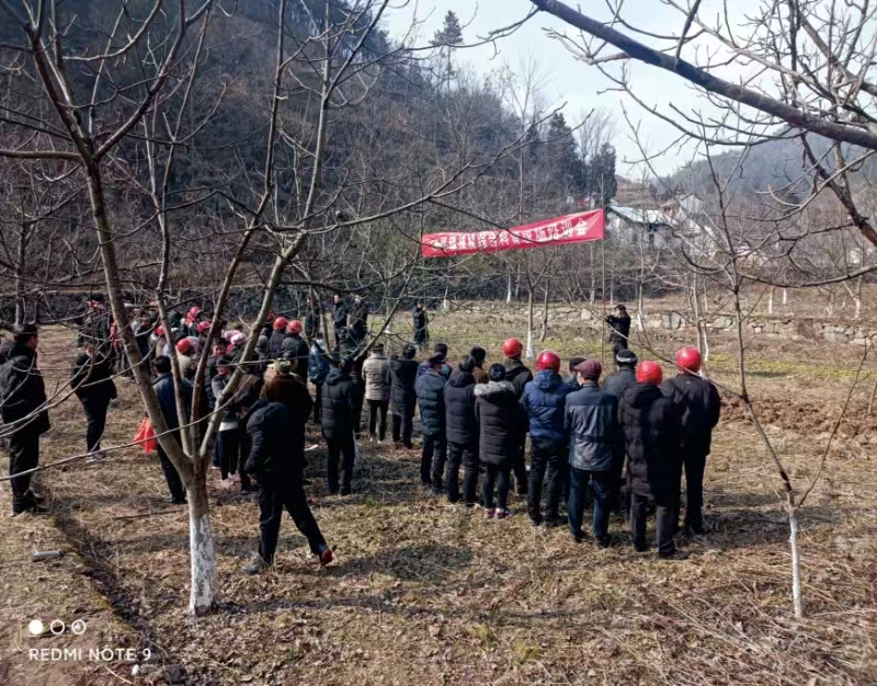 丹凤县寺坪镇龙嘴村“五抓五起来”助推乡村振兴